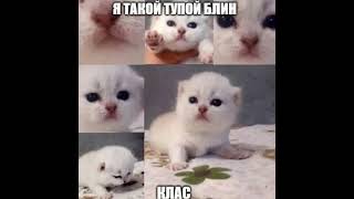 Я Такой Тупой Блин, Клас #Кот #Cat #Meme #Tiktok #Мем #Тикток #Memes