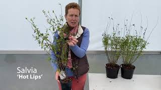 Preparing Salvia For Winterspring