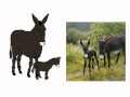 J'apprends les animaux .wmv