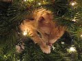 Cat climbs in Christmas tree - Humor & Pranks ecards - Christmas Greeting Cards Cat climbs in Christmas tree - Humor & Pranks ecards - Christmas Greeting Cards
