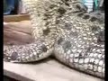 2 Giant Crocodile Captured Alive In Philippines 21ft Long Goodnews images 2 Giant Crocodile Captured Alive In Philippines 21ft Long Goodnews