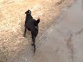 Jack the Dog on the Airport Dike Trail