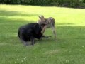 DOG AND DEER IN LOVE, THE BEGINNING.
