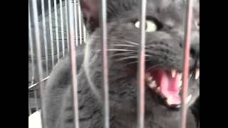 Dj Kittys Remix