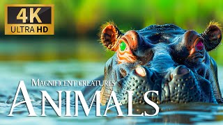 Magnificent Creatures Animals 4K 🐾 Discovery Amazing Wild Film With Relaxing Piano Music, Real Sound