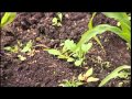 Insects & Weeds - Vegetable Garden - Episode 8 Insects & Weeds - Vegetable Garden - Episode 8