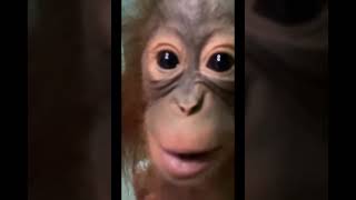 Young Curious Orangutan.