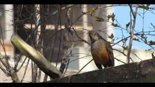 Video Al pájaro Almafuerte