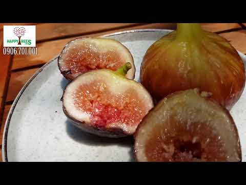Trái Cây Sung Mỹ có ngọt và ngon như những gì báo chí đã nói ?
