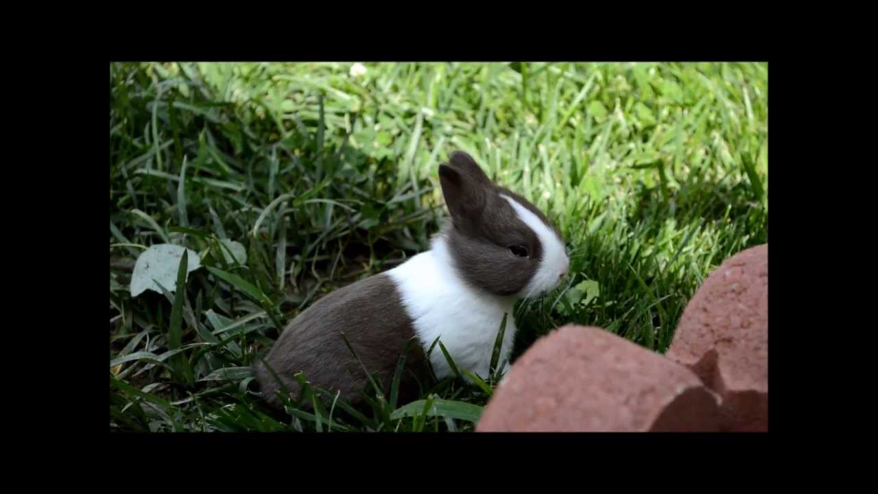 Baby Dutch Bunnies Playing YouTube