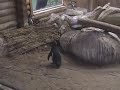 Kyiv zoo, Ukraine