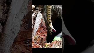 A Snake Try To Attack Parrot
