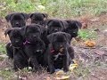 Cane corso puppies for sale!