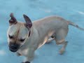 Canary Dog