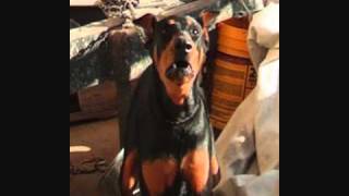 Watch Stan Rogers The Woodbridge Dog Disaster video