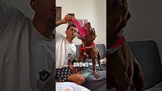 Pitbull Guard Dog Eats A Lot Flokiandtheclan