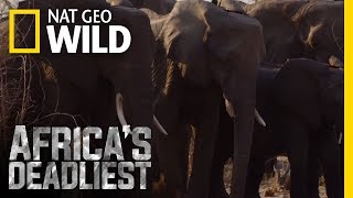 The Elephants Warning System Africas Deadliest