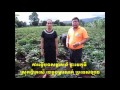 Duangkeaw organic
