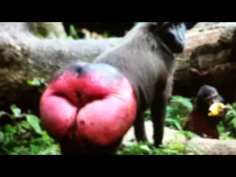 Asian federation of american football Gay porn movie samples