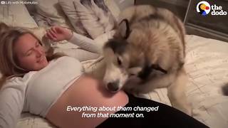 These Dogs Are Protecting Their Pregnant Moms Belly
