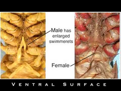 Crayfish Dissection