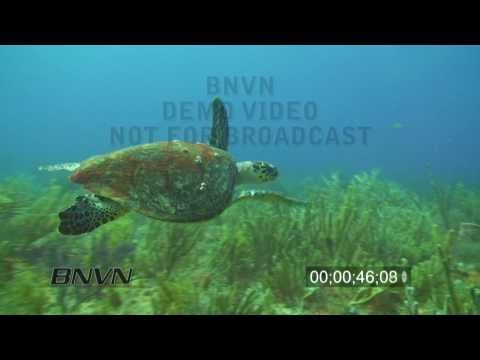 7/31/2010 Hawksbill Sea Turtle Footage