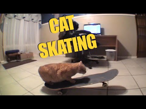 CAT SKATEBOARDING MANUAL