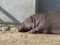 Видео Харьковский зоопарк Бегемоты Kharkiv Zoo Hippos
