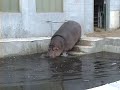 Харьковский зоопарк Бегемоты Kharkiv Zoo Hippos