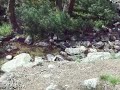 Yosemite - Lewis Creek - Between Bernice Lake and Merced Lake