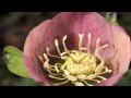 Hellebore Pink Frost