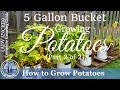How to Grow Potatoes in a 5 Gallon Bucket  (Part 2 of 2)