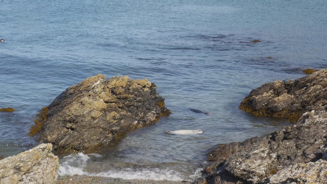 Morloi Ynys Enlli