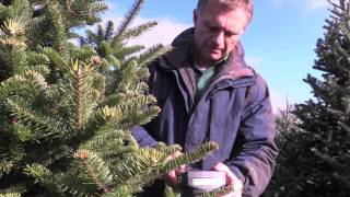 Did You Know? Christmas Tree Research
