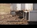 Bal toptancıları, İstanbul da bal toptancıları, İstanbuldaki Balcılar - Film Yorum
