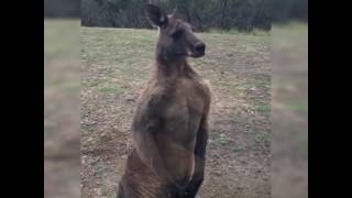 Big Kangaroo At Window ...
