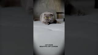A Cat Looking Amazing