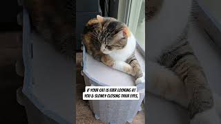 Facts About Cats. Part 5 Audio Unhide
