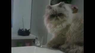 Best Thug Life Cat Video