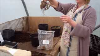 How to plant dahlia tubers