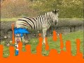 Billy Blue Hair: Why Do Zebras Have Stripes?