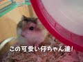 可愛いハムちゃんズ