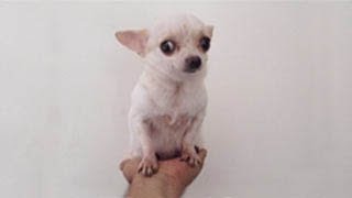 teacup yorkie vs regular yorkie play micro mini grown yorkie and lil rascal a mini chihuahua from teacup yorkie vs regular yorkie play micro mini grown yorkie and lil rascal a mini chihuahua from