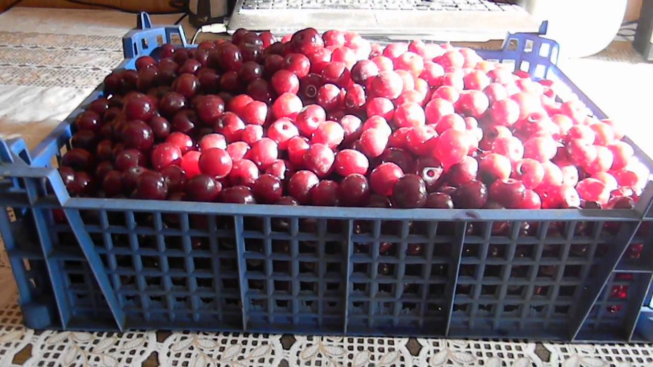 Виноград из черенка на подоконнике: особенности выращивания Вишня «Шоколадница описание сорта, фото, отзывы