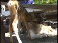 Dog breast feeding young roe deer