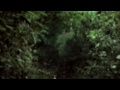 Bibio - Dye The Water Green (Official Music Video)