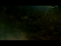 Bibio