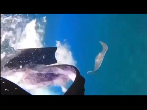 Girl Get’s Chased By Big Stingray In Hawai’i!! (Almost Attacked) Rare Aggressive Behavior!!