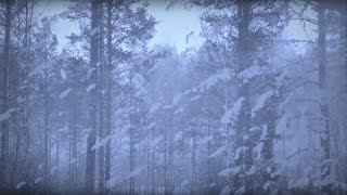 ARCTIC BLIZZARD | Storm White Noise For Relaxation & Sleep | 10 Hours