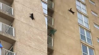 Daredevil Raccoon Scales 9 Floors of New Jersey Building